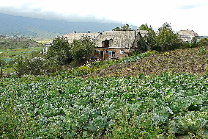 Kohlfeld in Fioletovo