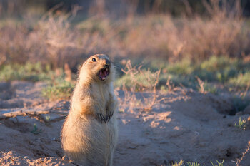 Tadschikistan-Tiere: Gelbziesel