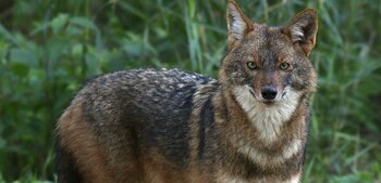 Tiere in Georgien