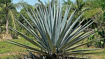 Blaue Agave in Jalisco