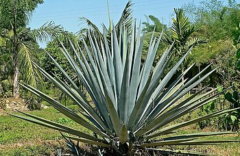 Blaue Agave in Jalisco