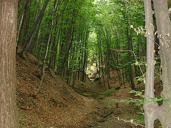 Wald in Moldawien