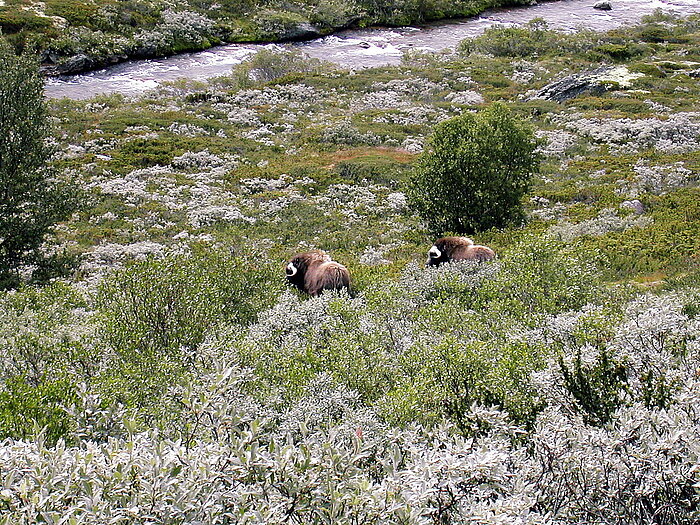 Moschusochsen im Fjell