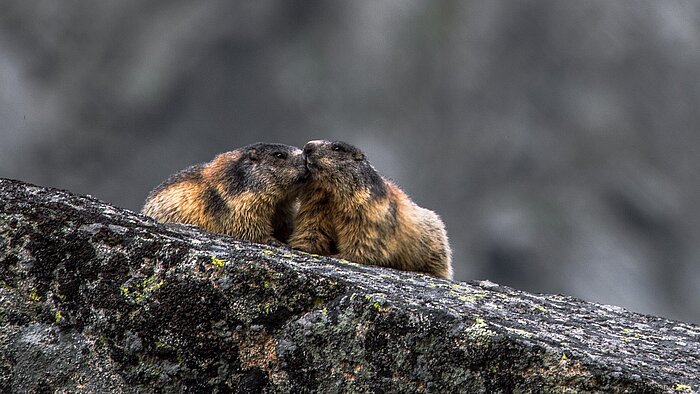 Murmeltiere in der Slowakei