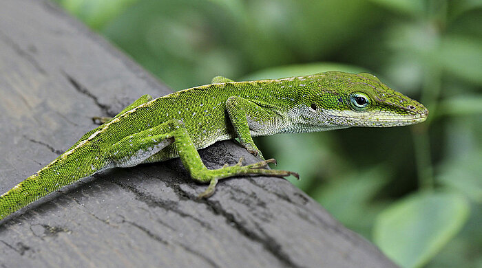 Anolis carolinensis