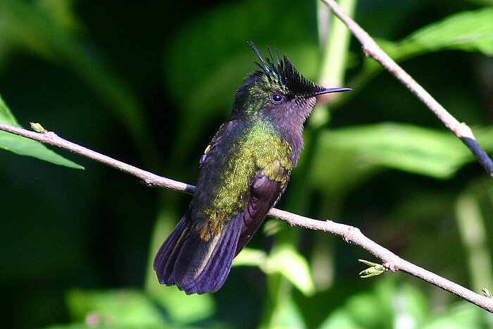 Antillenhaubenkolibri