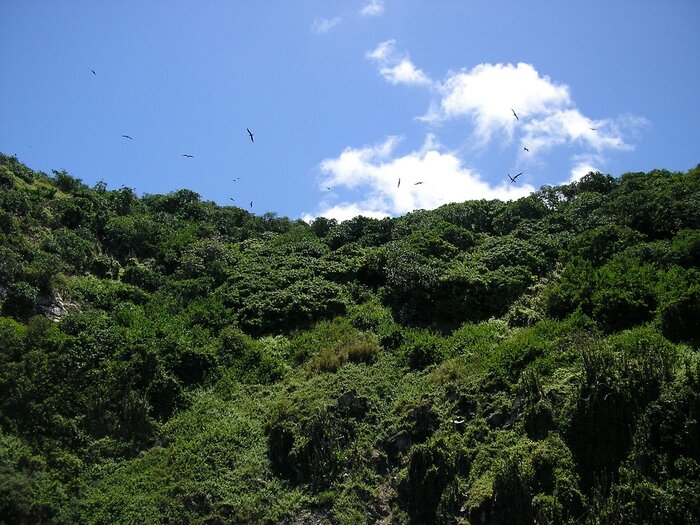 Vögel über Trinidad