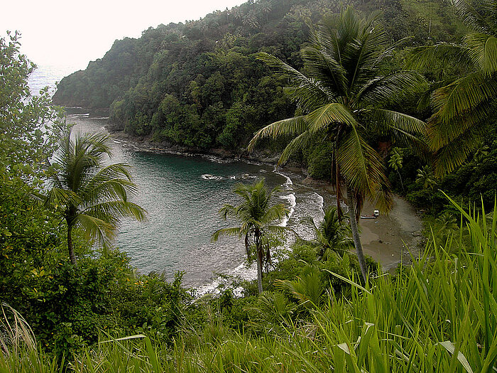 Palmen auf Dominica