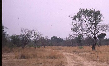 Savanne der Elfenbeinküste