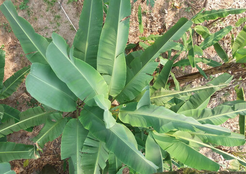 Bananenpflanze in Honduras