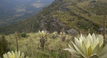 Vegetation in den kolumbianischen Anden