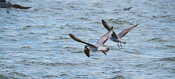 Möwe mit Plattfisch-Fang