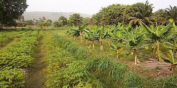 Anbau von Bananen und Maniok