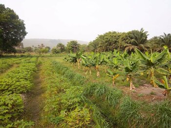 Guinea Landwirtschaft