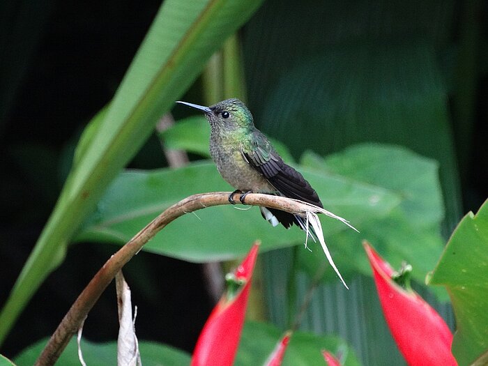 Kolibri in Costa Rica