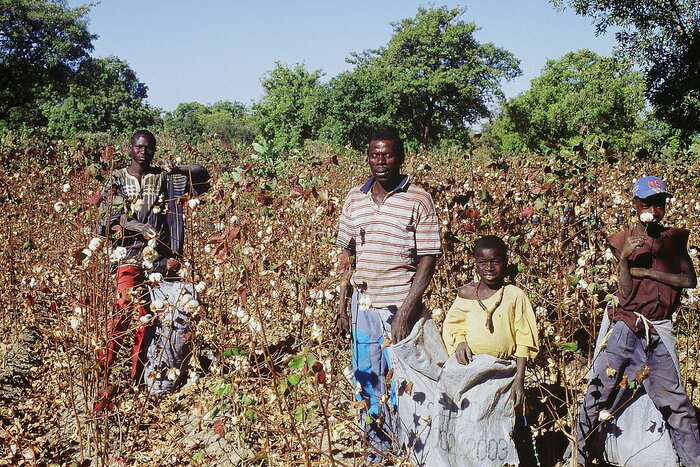 Baumwollernte in Mali