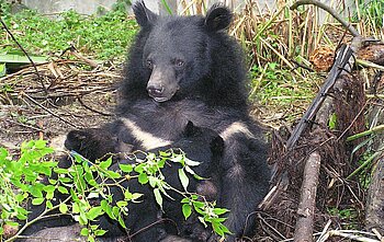 Taiwanischer Schwarzbär