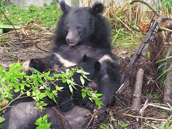 Taiwanischer Schwarzbär in Taiwan