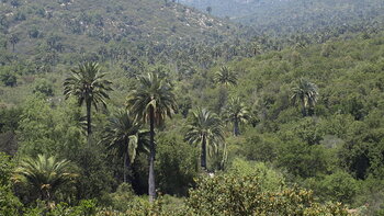 Chiles Vegetation: Palmen