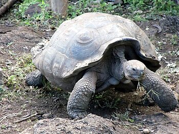 Galapagos Schildkröte