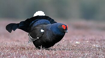 Lüneburger Heide typische Tiere