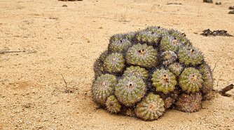 Kaktus in der Atacama-Wüste in Chile Kakteen in Chile