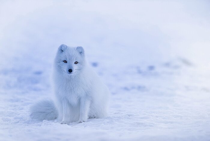 Polarfuchs in Island im Winter