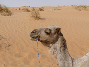Kamel in der Adrar-Region