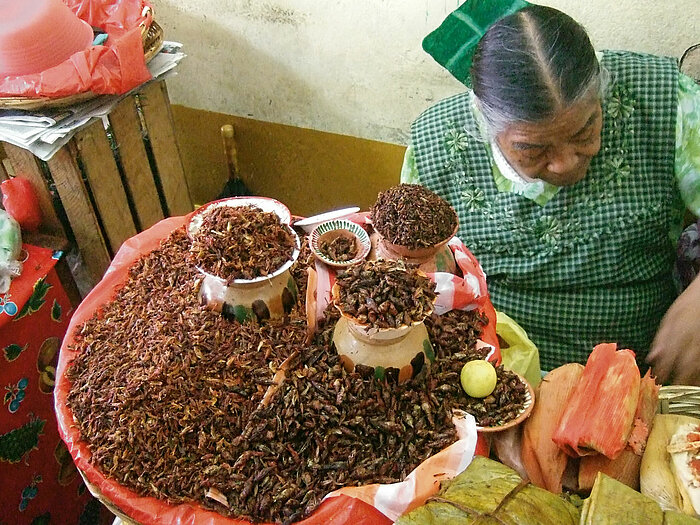 Geröstete Heuschrecken in Oaxaca