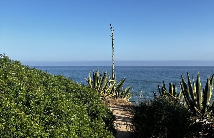 Agave mit Blüte Agave Blüte