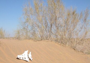 Natur in Usbekistan in der Kysylkum-Wüste