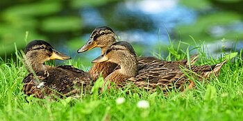 Enten in Schweden