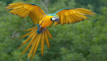 Brasilien Tiere
