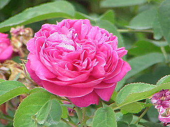 Rosenöl aus Damaszener Rosen