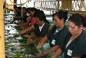 Landwirtschaft Belize