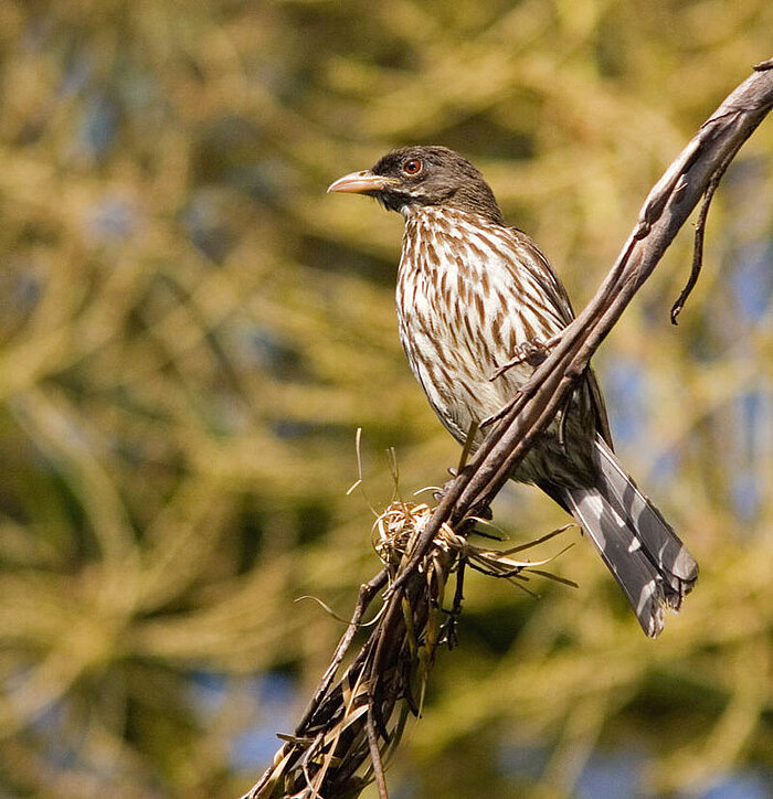 Palmschwätzer