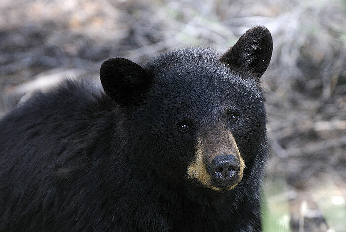 Amerikanischer Schwarzbär