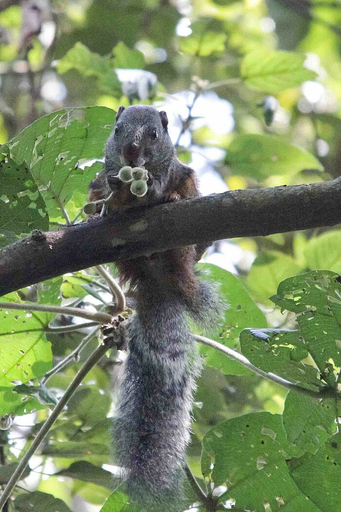 Ölpalmenhörnchen