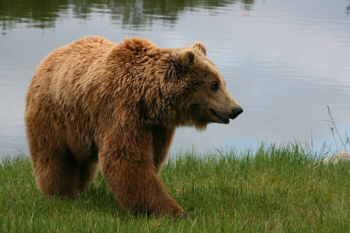 Europäischer Braunbär