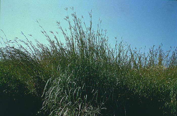 Gras Big Bluestem