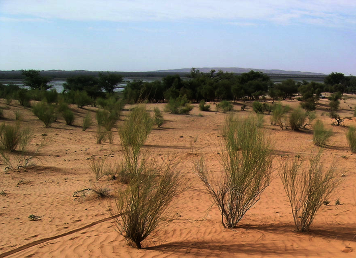 Sahellandschaft im Norden von Burkina Faso