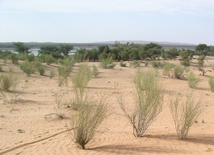 Sahellandschaft im Norden von Burkina Faso