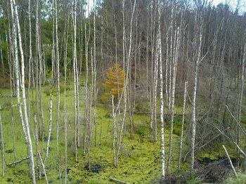 Natur: Birken in Estland