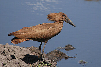 Hammerkopf Vogel