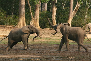 Zwei Waldelefanten in Äquatorialguinea