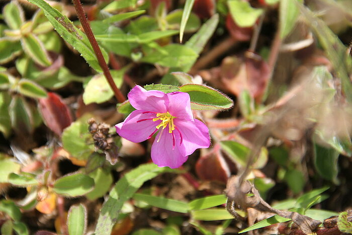 Blume auf Bioko