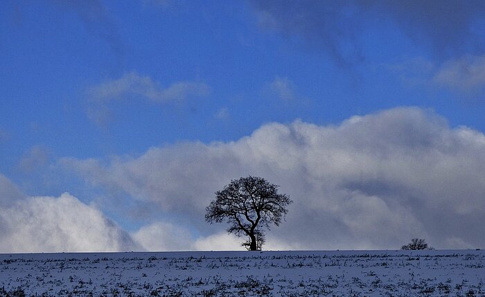 Baum in Luxemburg