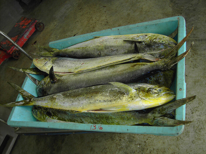 Fischfang in Dominica