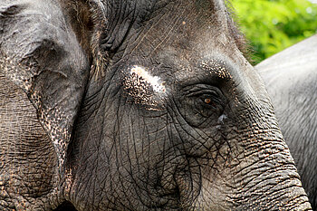 Elefant, Malaysia