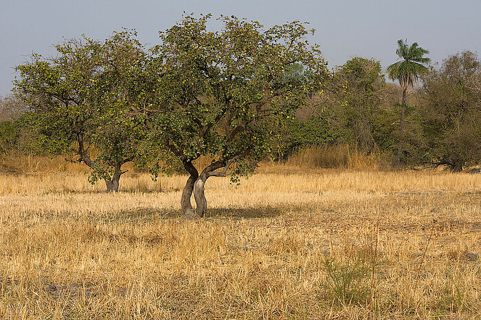 Savanne in Gambia